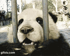 可爱的大熊猫宝宝你这是肿摸了，饿了吗(点击浏览下一张趣图)