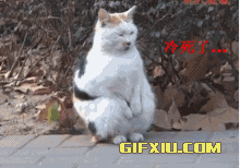 南京流浪猫搓手冷死了(点击浏览下一张趣图)