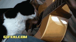 小猫弹吉他！我的心在等待永远在等待(点击浏览下一张趣图)