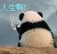 人生啊！熊猫叼烟！(点击浏览下一张趣图)