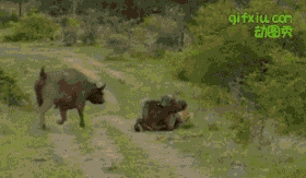 发怒的水牛，用牛角顶起撕咬自己同伴的狮子，狮王的威武瞬间秒杀(点击浏览下一张趣图)