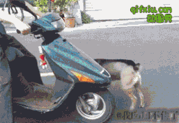 好聪明的狗狗这样上摩托车坐着(点击浏览下一张趣图)