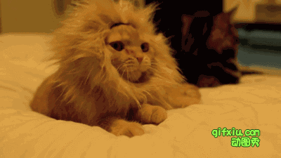 可爱的小猫：我乃草原霸主，深林大帝！(点击浏览下一张趣图)