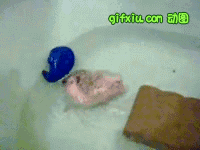 我被雷到了，宠物刺猬在浴池洗澡玩耍(点击浏览下一张趣图)