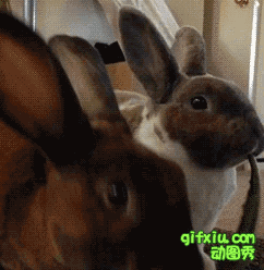 两只兔子吃交杯菜(点击浏览下一张趣图)