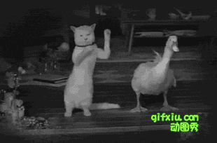 小猫和鸭子一起嗨~~跳舞！(点击浏览下一张趣图)