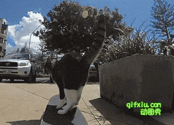 澳大利亚有一只叫Didga的喵星人，酷爱滑板，而且耍得还真不赖(3)(点击浏览下一张趣图)