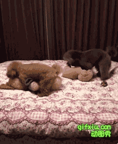 两只狗狗在床上玩双飞！(点击浏览下一张趣图)
