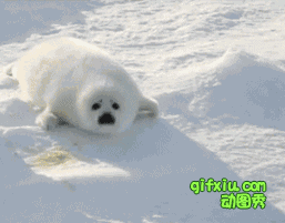 超级可爱的北极熊宝宝，别走啊来陪我玩啊(点击浏览下一张趣图)