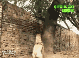 难道是超能狗能爬墙能上树！(点击浏览下一张趣图)