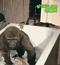 你妹啊浴缸是我放的水啊你给我一边去，黑猩猩搞笑动态图片(点击浏览下一张趣图)