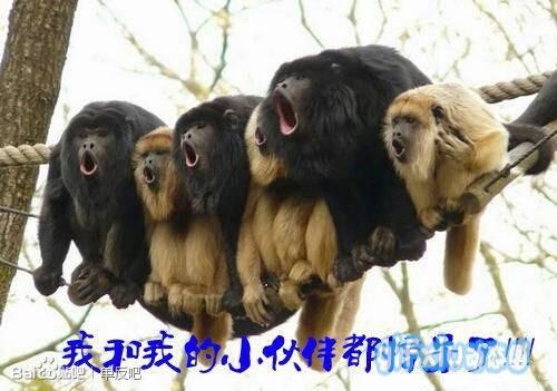 坐在绳子上的猴子们：我和我的小伙伴们都惊呆了(点击浏览下一张趣图)