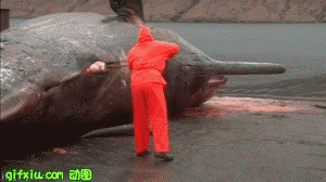 鲸鱼内脏被捅破后爆炸(点击浏览下一张趣图)