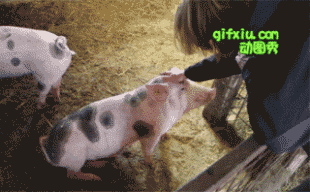 搞笑动态图片装逼的猪猪被美女摸了几下头安逸的装逼了(点击浏览下一张趣图)