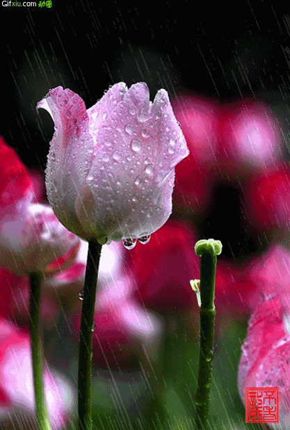 一副雨中带着露珠的玫瑰唯美动态图片(点击浏览下一张趣图)