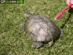 乌龟搞笑动态图片(点击浏览下一张趣图)