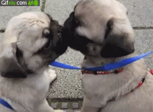 两只狗狗亲吻还是舌吻呢(点击浏览下一张趣图)
