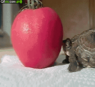 乌龟哥想吃苹果了，吃不到啊(点击浏览下一张趣图)