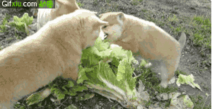 可爱狗狗萌宠动态图：三个小狗在吃白菜，你们这是在装羊吧(点击浏览下一张趣图)