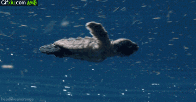 海龟游泳动态图片(点击浏览下一张趣图)