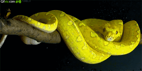 蛇的动态图片(点击浏览下一张趣图)