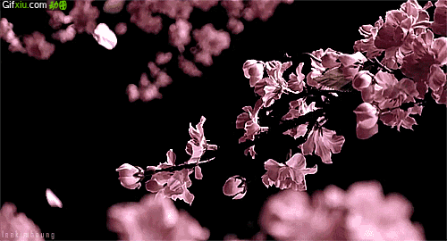 花瓣飘落动态图片(点击浏览下一张趣图)