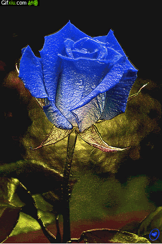 玫瑰花绽放动态图片(点击浏览下一张趣图)