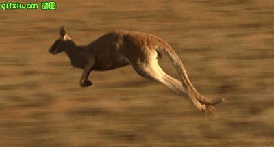 奔跑中的袋鼠动态图片(点击浏览下一张趣图)