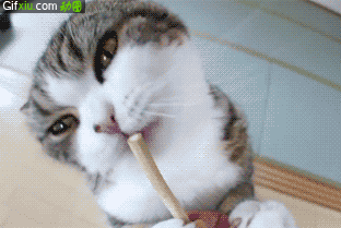 小猫吃东西搞笑动态图片(点击浏览下一张趣图)