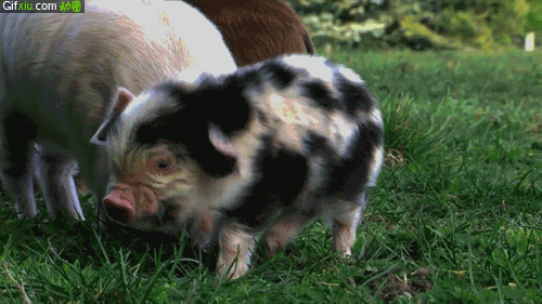 小猪动态图片(点击浏览下一张趣图)