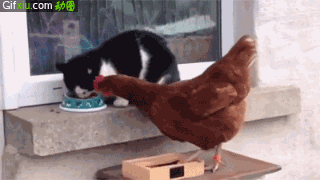 猫和鸡打架新版搞笑动态图片(点击浏览下一张趣图)
