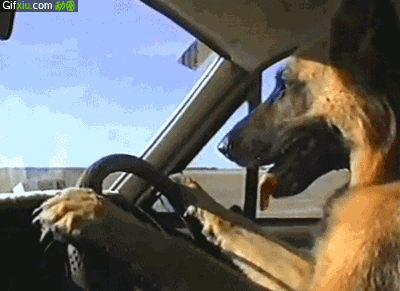 狗狗开车图片：狗狗开车问路惊呆路人动态图片(点击浏览下一张趣图)