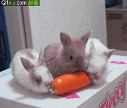 小兔子吃东西动态图片(点击浏览下一张趣图)