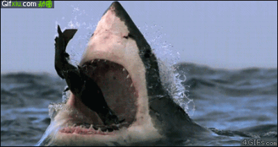 鲨鱼吃人的图片(点击浏览下一张趣图)
