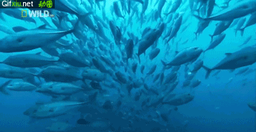 海底鱼群图片动态图片(点击浏览下一张趣图)