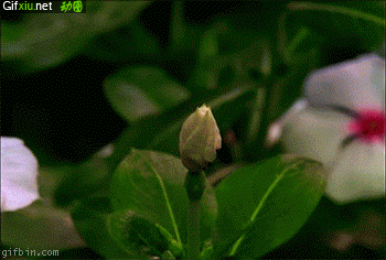 花朵开花过程动态图片(2)(点击浏览下一张趣图)
