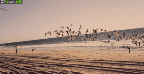 一群海鸥飞起来动态图片(点击浏览下一张趣图)