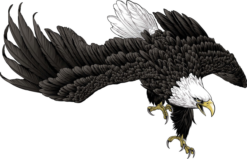 老鹰的卡通图片高清无水印(点击浏览下一张趣图)