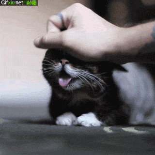 用手抚摸小猫的动态图片(点击浏览下一张趣图)