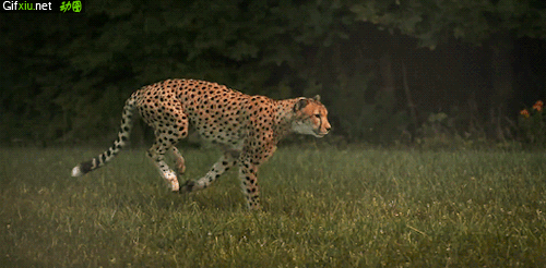 猎豹奔跑高清动态图片(点击浏览下一张趣图)