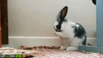 可爱兔子吃东西动态图片(点击浏览下一张趣图)