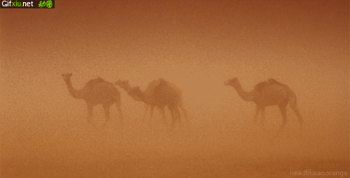 沙尘暴中行走的骆驼动态图片(点击浏览下一张趣图)