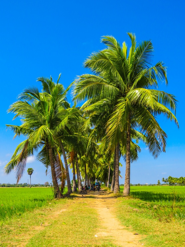 夏日棕榈树图片(点击浏览下一张趣图)