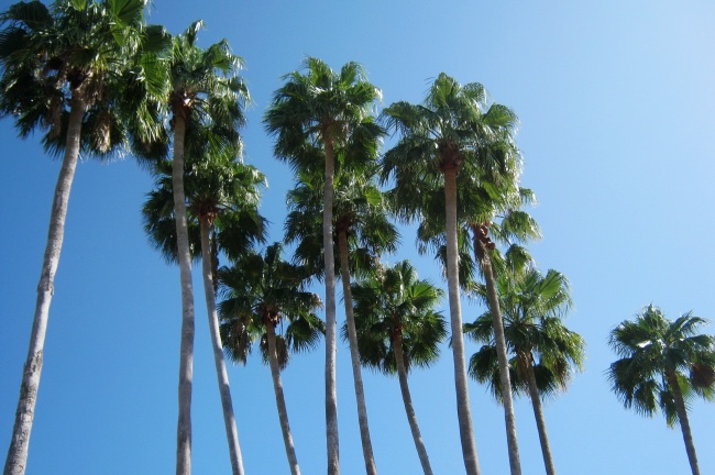 棕榈树图片素材(点击浏览下一张趣图)
