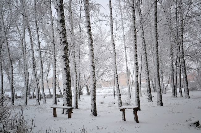 冬天的白桦林图片(点击浏览下一张趣图)