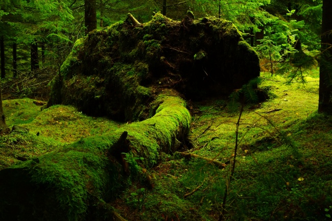 挪威森林图片(点击浏览下一张趣图)