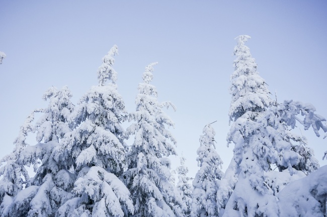 雪树图片(点击浏览下一张趣图)