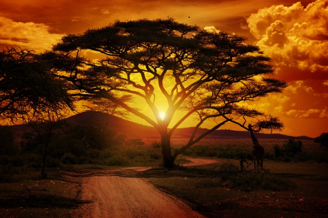 非洲黄昏美景图片(点击浏览下一张趣图)