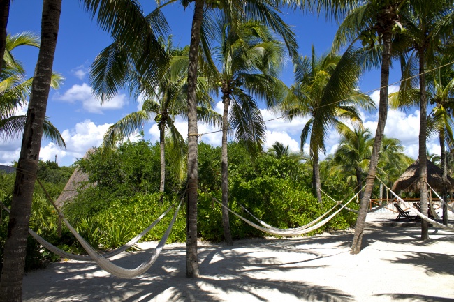 热带植物椰子树图片(点击浏览下一张趣图)