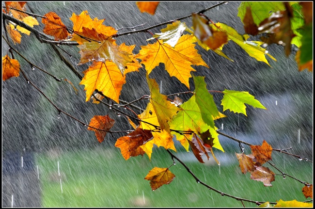 秋天的雨图片大全(点击浏览下一张趣图)